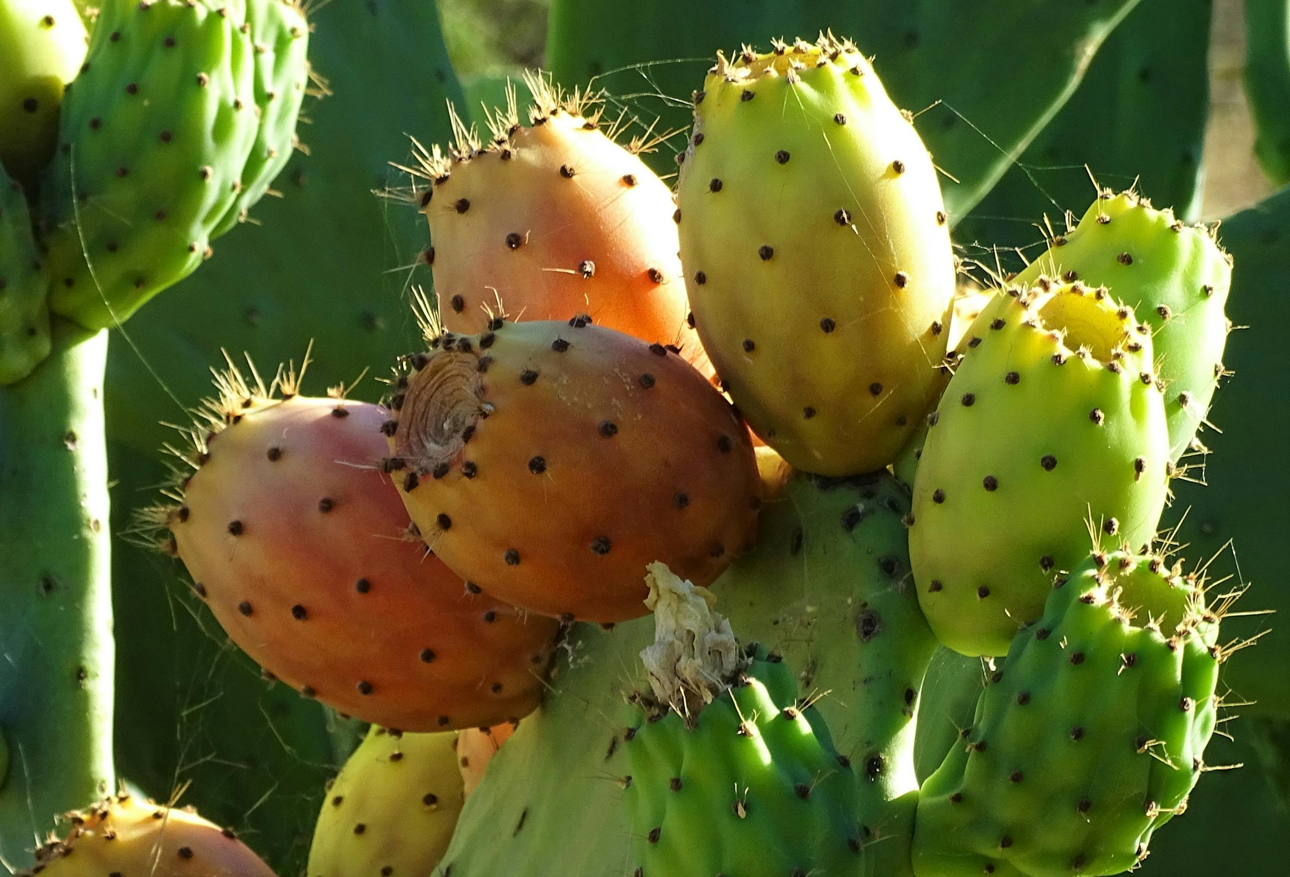 Vibrant prickly pear fruit on a cactus captured in Greek sunlight.